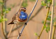 Blaukehlchen - Bluethroat (Luscinia svecica)